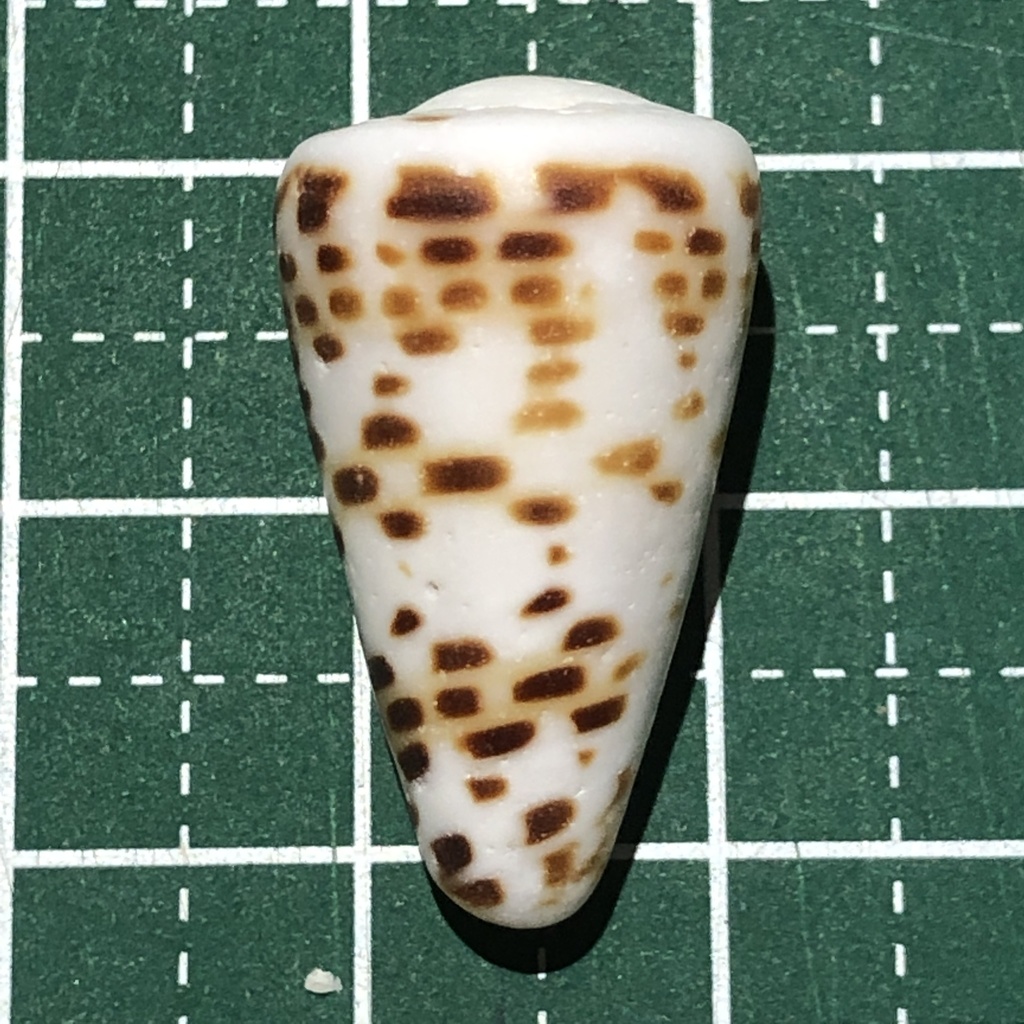 Lettered cone