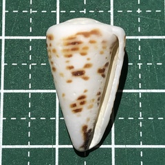 Conus litteratus