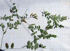 Vicia woroschilovii