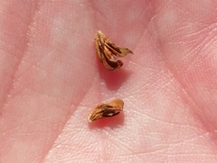 Aspalathus juniperina juniperina