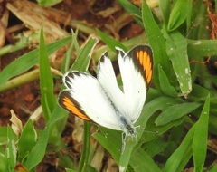 Colotis etrida