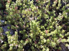 Aspalathus juniperina juniperina