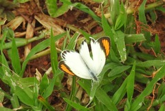 Colotis etrida