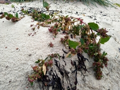 Atriplex glabriuscula