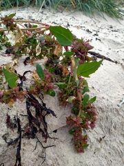 Atriplex glabriuscula