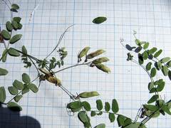 Vicia woroschilovii