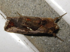Erythroplusia pyropia