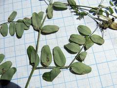 Vicia woroschilovii