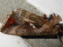 Erythroplusia pyropia