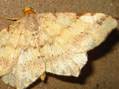 Macaria shanghaisaria
