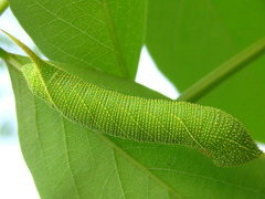 Clanis bilineata