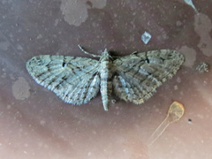 Eupithecia interruptofasciata