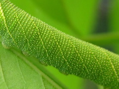 Clanis bilineata