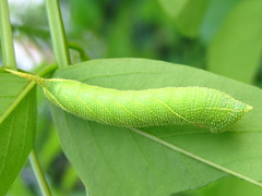 Clanis bilineata