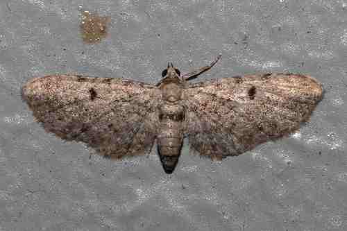 Wormwood Pug, photo 3 of 10