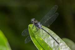 Pornothemis starrei