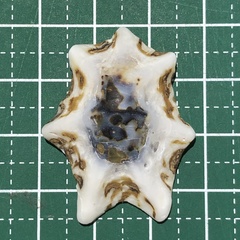 Patelloida saccharina