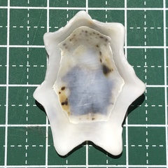 Patelloida saccharina