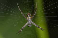 Argiope dang