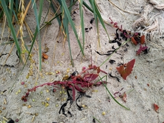 Atriplex glabriuscula