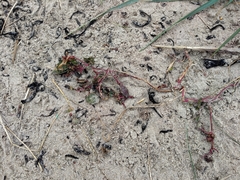 Atriplex glabriuscula