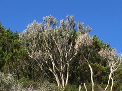 Anthyllis barba-jovis