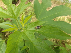 Pseudomops septentrionalis