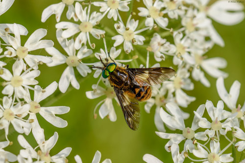 Twin-lobed Deer Fly