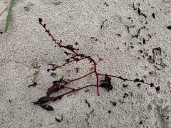 Atriplex glabriuscula