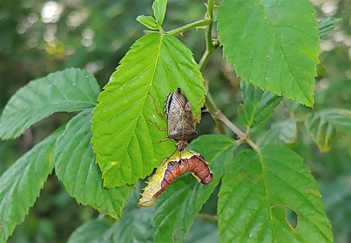 Spined soldier bug