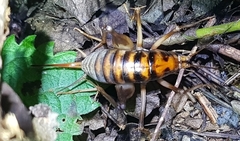 Tachycines asynamorus