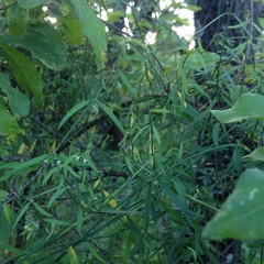 Metastelma angustifolium
