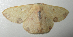 Celidomphax rubrimaculata