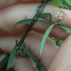 Metastelma angustifolium