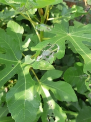 Choreutis nemorana