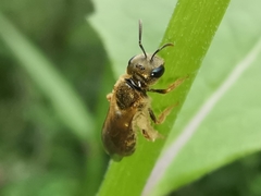 Halictus aerarius