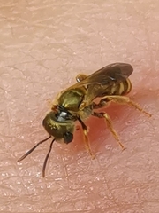 Halictus aerarius