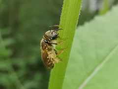 Halictus aerarius