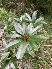 Daphniphyllum himalaense