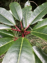 Daphniphyllum himalaense