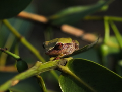 Raorchestes