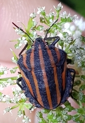 Graphosoma rubrolineatum