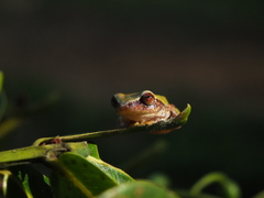 Raorchestes