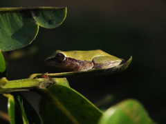 Raorchestes
