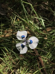Moraea aristata