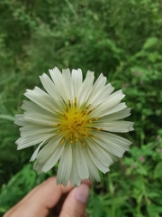 Lactuca indica