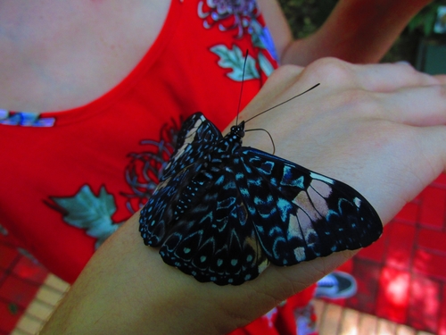 Red Cracker photo 5