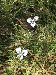 Moraea aristata