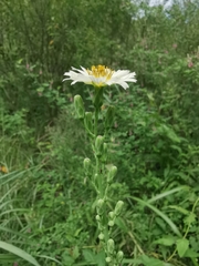 Lactuca indica