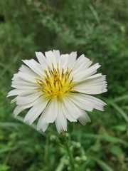 Lactuca indica